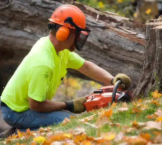 tree services Chevy Chase Village